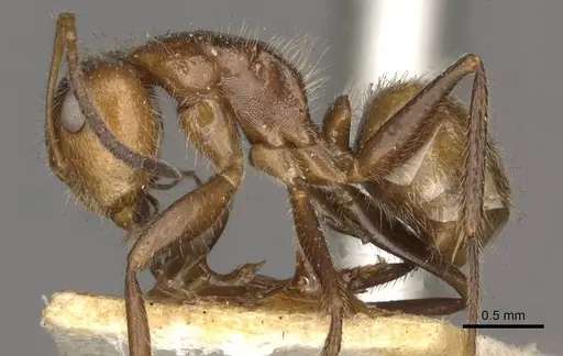 Camponotus pittieri - CASENT0910709