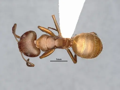 Camponotus pittieri - CASENT4031391