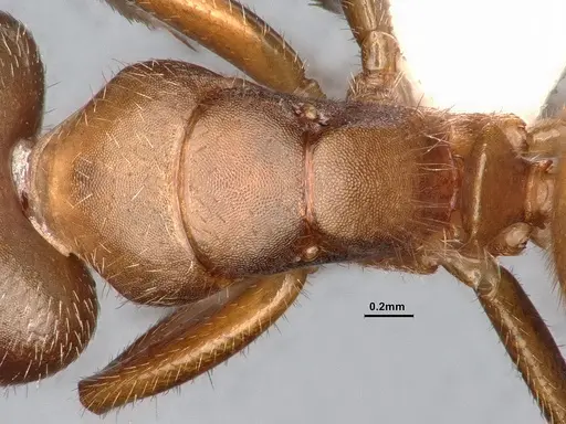 Camponotus pittieri - CASENT4031391