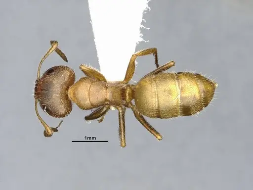 Camponotus pittieri - CASENT4032241