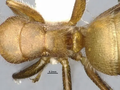 Camponotus pittieri - CASENT4032241