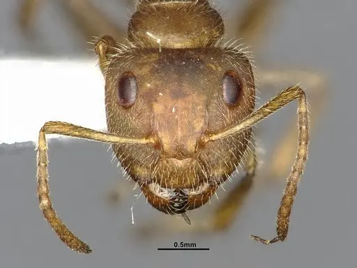 Camponotus pittieri - CASENT4032241