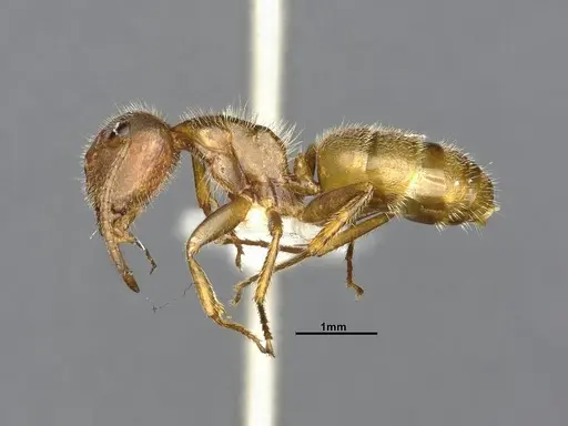 Camponotus pittieri - CASENT4032241
