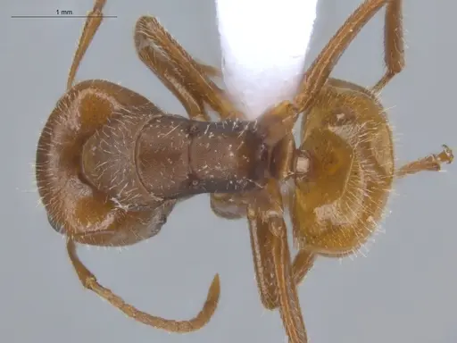 Camponotus pittieri - ECOFOG-BOUM-0551-03