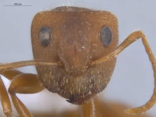 Camponotus pittieri - ECOFOG-BOUM-0551-03