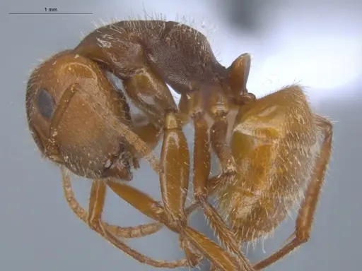 Camponotus pittieri - ECOFOG-BOUM-0551-03