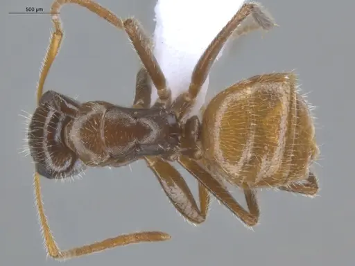 Camponotus pittieri - ECOFOG-BOUM-0555-01