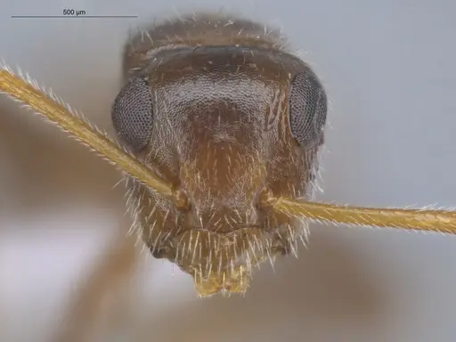 Camponotus pittieri - ECOFOG-BOUM-0555-01