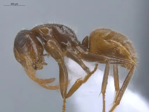 Camponotus pittieri - ECOFOG-BOUM-0555-01