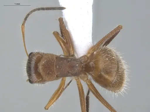 Camponotus pittieri - ECOFOG-BUG-1383-05