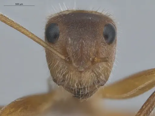 Camponotus pittieri - ECOFOG-BUG-1383-05