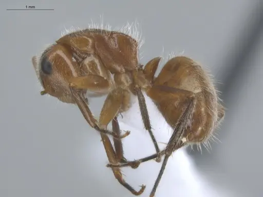 Camponotus pittieri - ECOFOG-BUG-1383-05