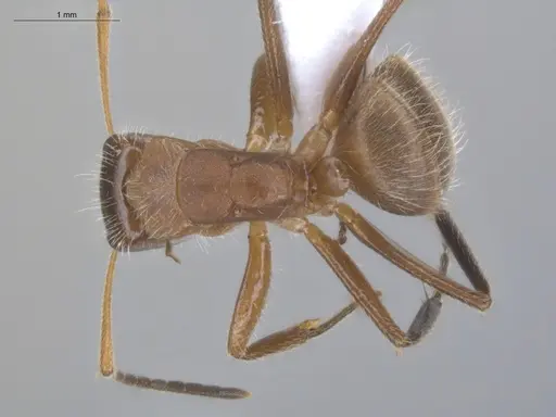 Camponotus pittieri - ECOFOG-BUG-1775-01