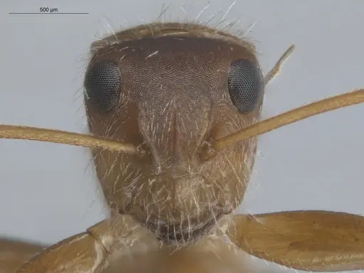 Camponotus pittieri - ECOFOG-BUG-1775-01