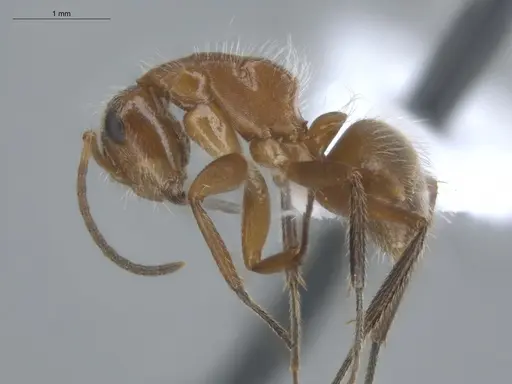 Camponotus pittieri - ECOFOG-BUG-1775-01