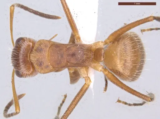 Camponotus pittieri - ECOFOG-MI15-0154-20