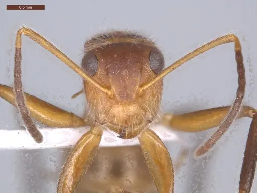 Camponotus pittieri - ECOFOG-MI15-0154-20