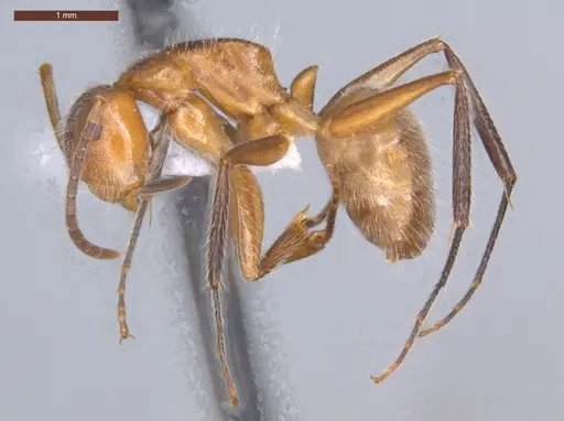 Camponotus pittieri - ECOFOG-MI15-0154-20