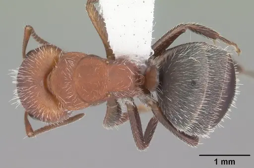 Camponotus planatus specimen
