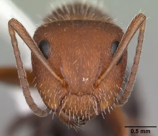 Camponotus planatus specimen