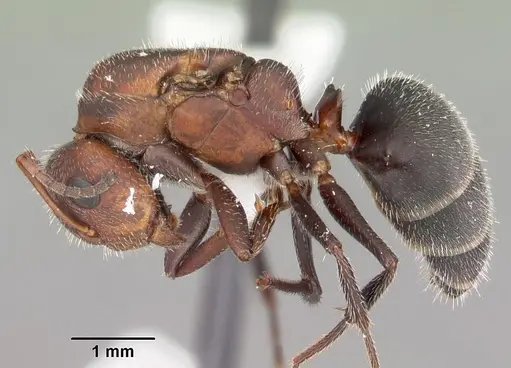 Camponotus planatus - CASENT0103699