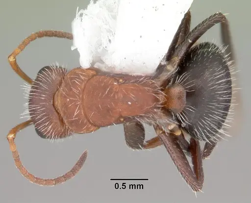 Camponotus planatus - CASENT0103700