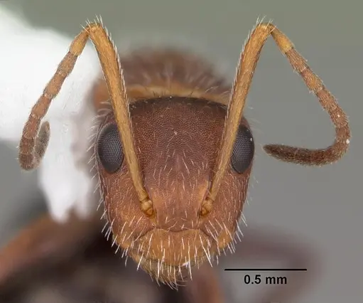 Camponotus planatus - CASENT0103700