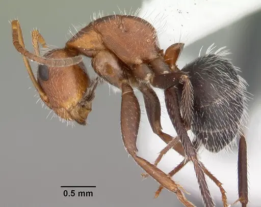Camponotus planatus - CASENT0103700