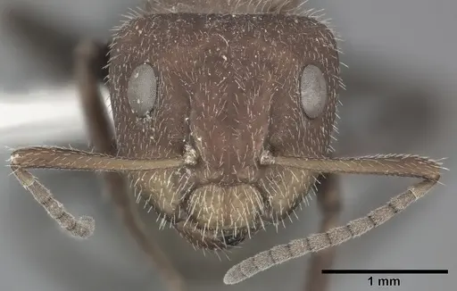 Camponotus planatus - CASENT0246647