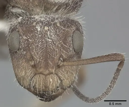 Camponotus planatus - CASENT0246648