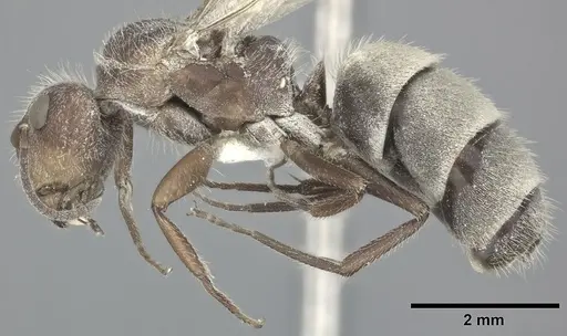 Camponotus planatus - CASENT0246648