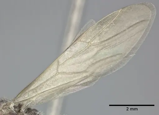 Camponotus planatus - CASENT0246648