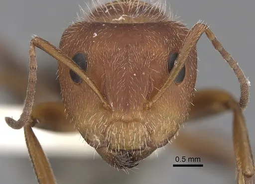 Camponotus planatus - CASENT0280090