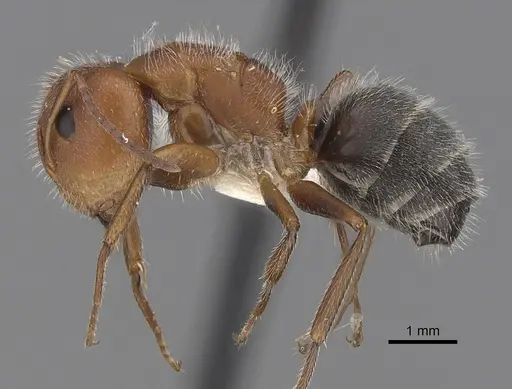 Camponotus planatus - CASENT0280090