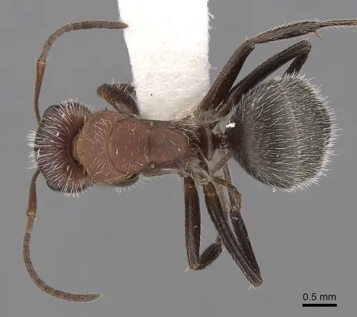 Camponotus planatus - CASENT0280091