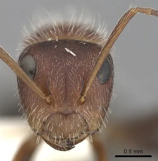 Camponotus planatus - CASENT0280091