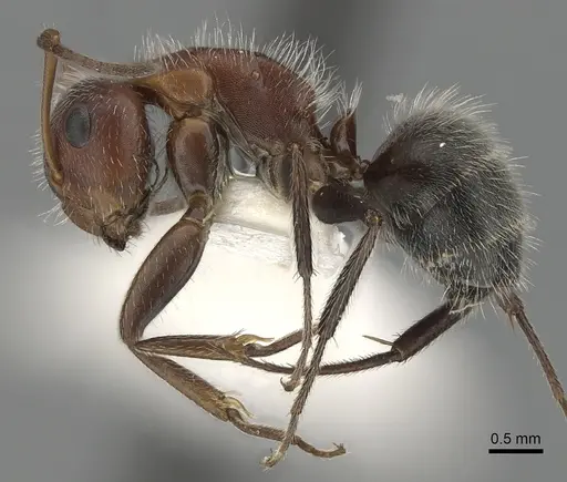 Camponotus planatus - CASENT0280091