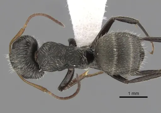 Camponotus planatus - CASENT0280094