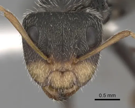 Camponotus planatus - CASENT0280094