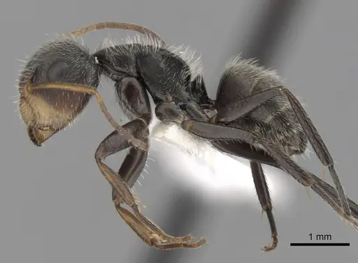 Camponotus planatus - CASENT0280094