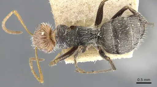 Camponotus planatus - CASENT0903643