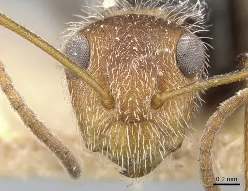 Camponotus planatus - CASENT0903643