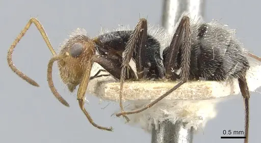 Camponotus planatus - CASENT0903643