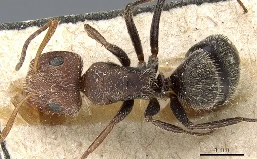 Camponotus planatus - CASENT0905515