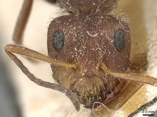 Camponotus planatus - CASENT0905515