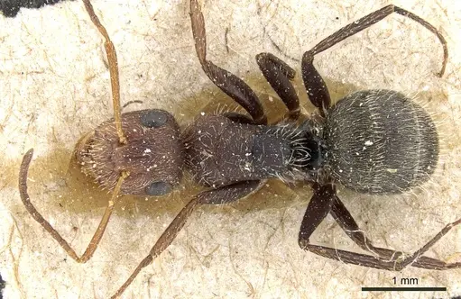 Camponotus planatus - CASENT0905516