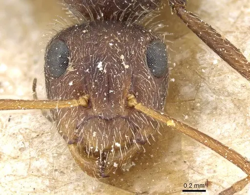 Camponotus planatus - CASENT0905516