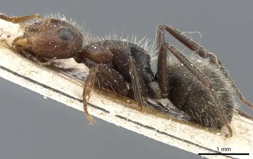 Camponotus planatus - CASENT0905516