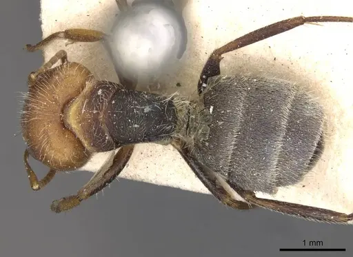 Camponotus planatus - CASENT0910710