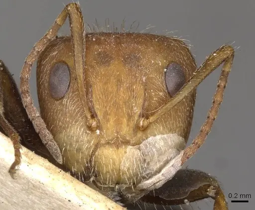 Camponotus planatus - CASENT0910710